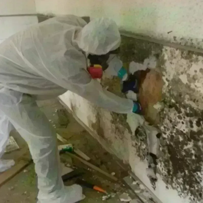 Mold Remediation and Removal in Echelon, NJ